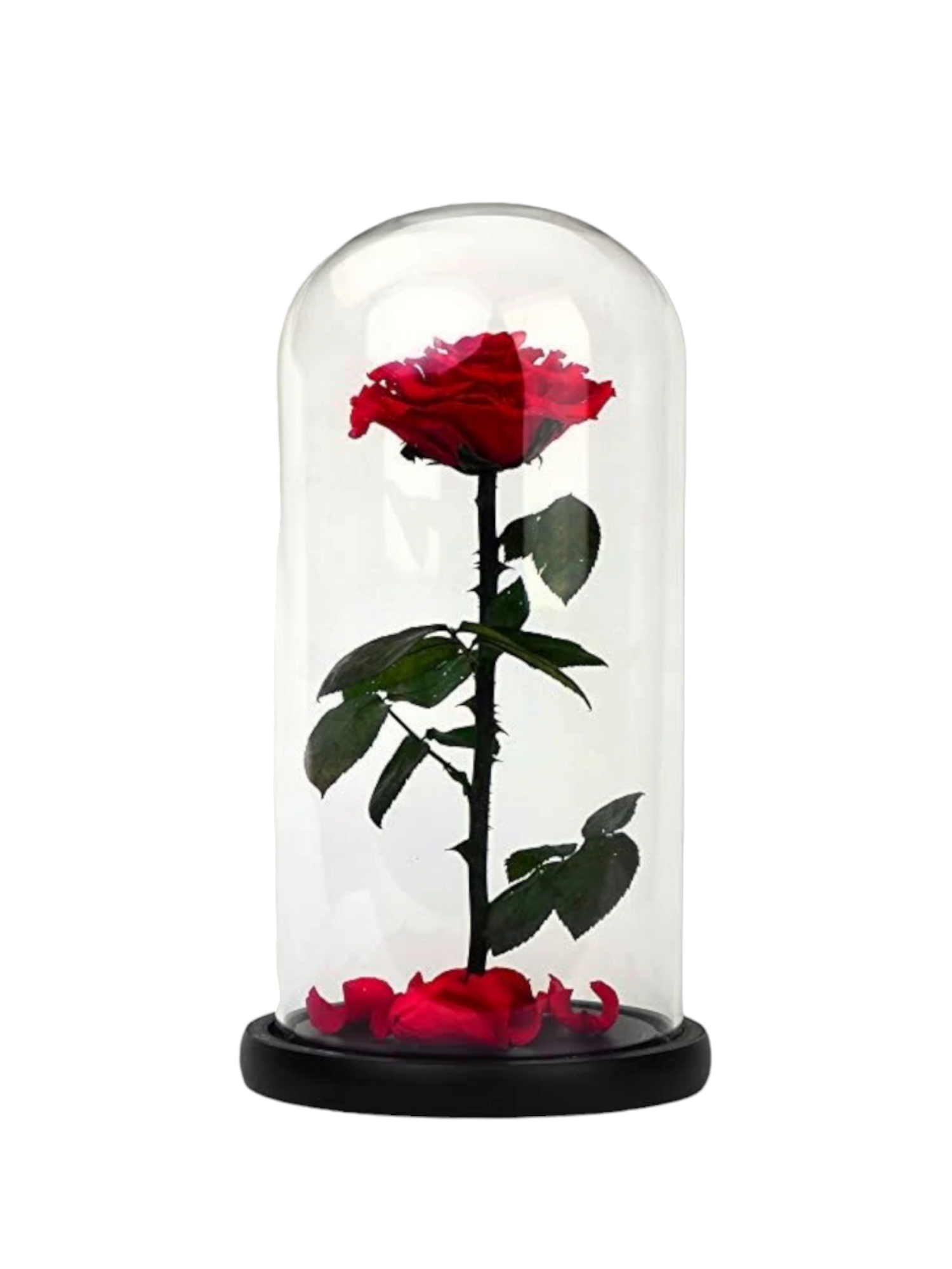 La Bella e La Bestia Rosa Eterna, Rosa Stabilizzata in Cupola di Vetro con  LED