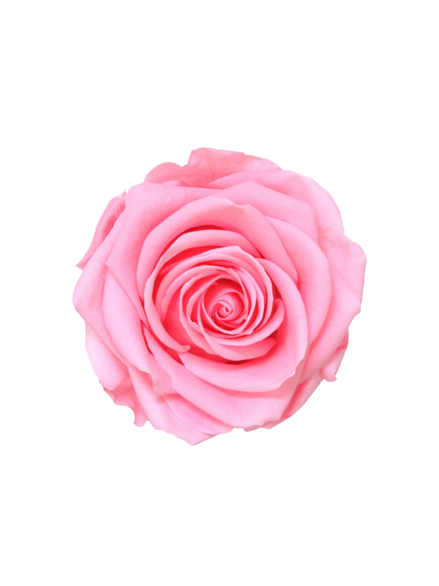 Rosa Eterna Blanca Preservada XL - Cubo Acrílico L