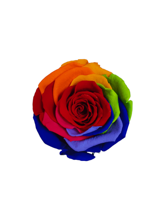 Rosa Eterna Stabilizzata Rainbow XL - Box Alcantara Nero XS